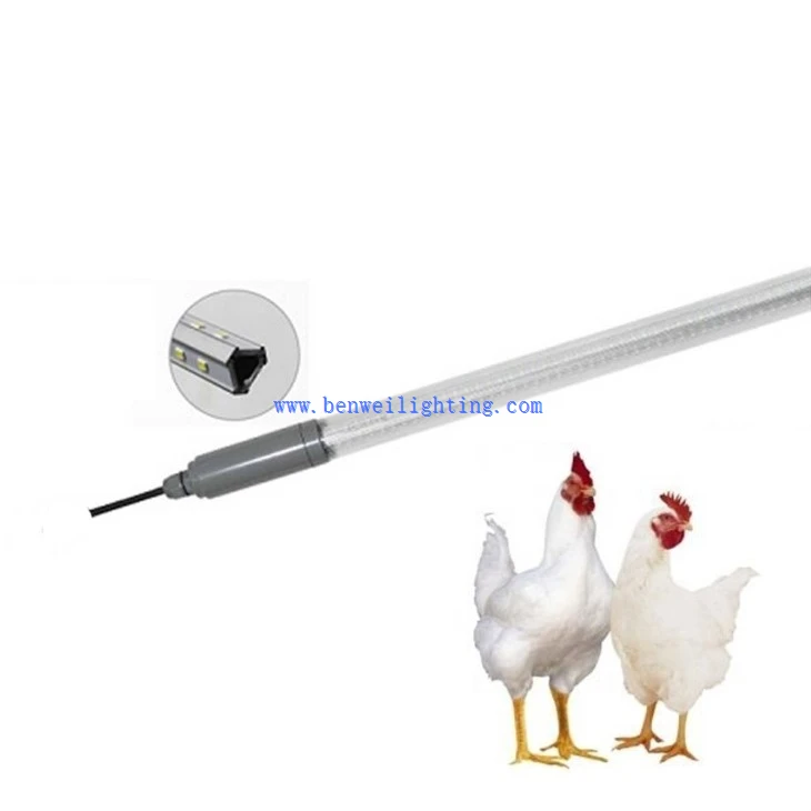 Chicken Light With 0-12V 5400K 15W 12W