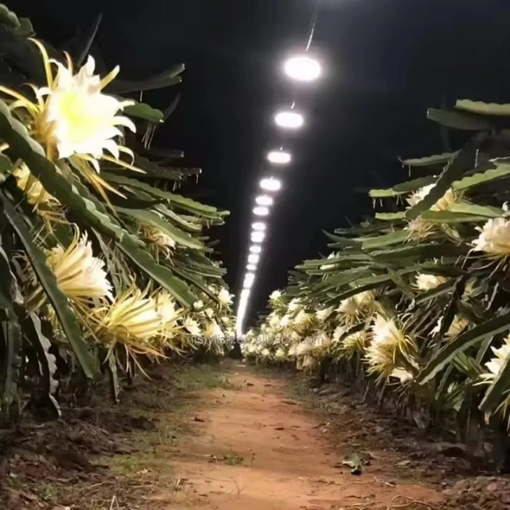 Full Spectrum Dragon Fruit LED Grow Bulb Light suppliers
