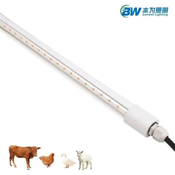 LED Lamp For Chicken Coop