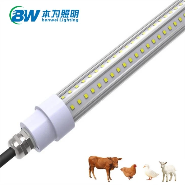 LED Lighting Fixtures Specifically For Chickens